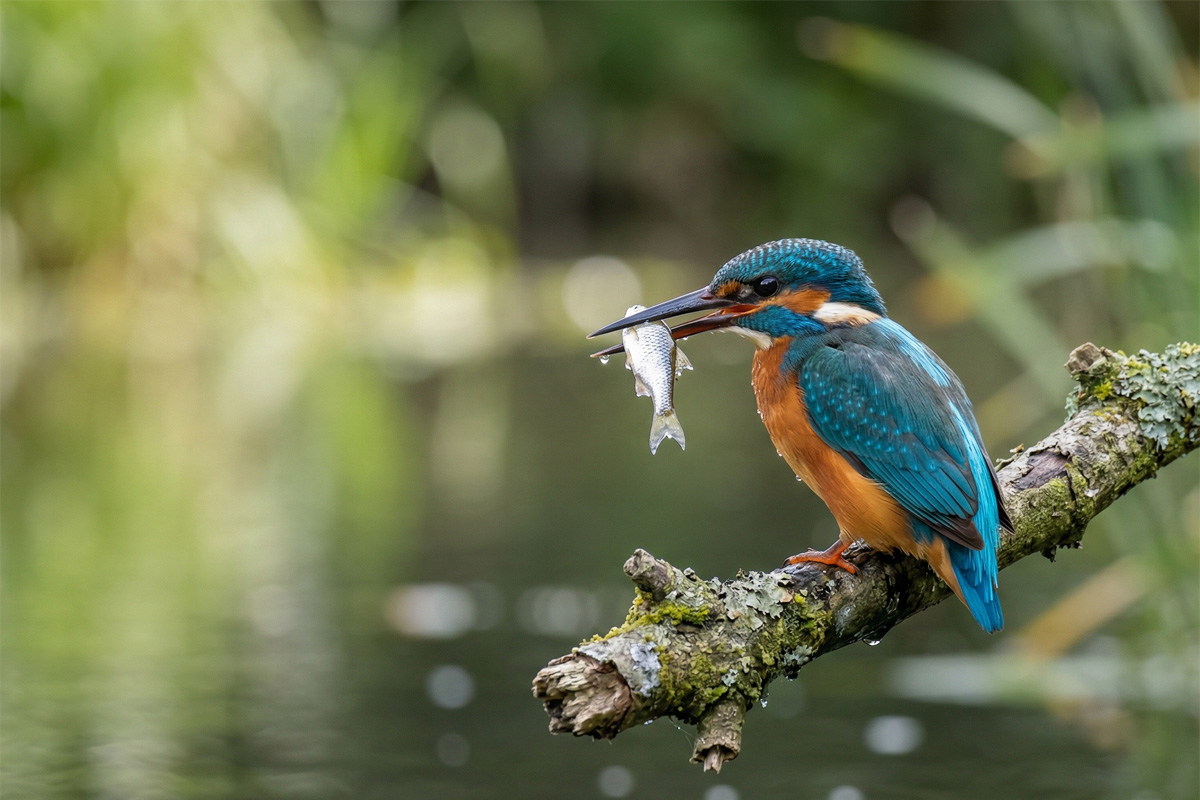 Kingfisher with a catch
